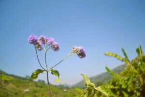 Photo natural beauty