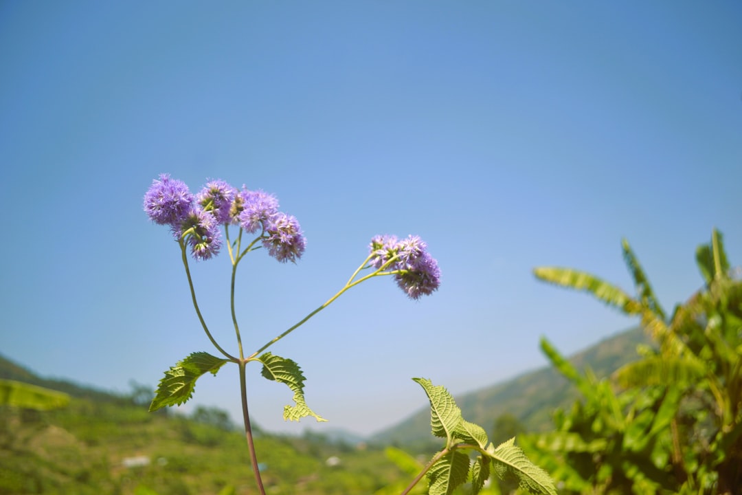 Photo natural beauty