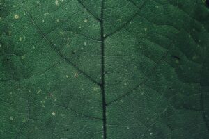 Optimiser la sortie du réseau et la revente : valoriser le fonds de commerce et gérer la transition