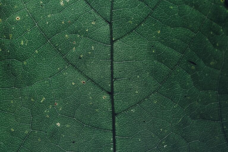 Optimiser la sortie du réseau et la revente : valoriser le fonds de commerce et gérer la transition