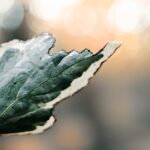 Effet contraste : haut de gamme vs cœur de gamme