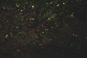 Ralentir le tempo en zones découverte pour allonger le parcours